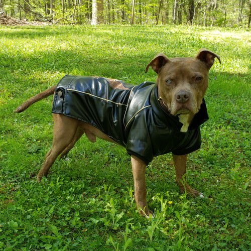 Beez in leather jacket-v1